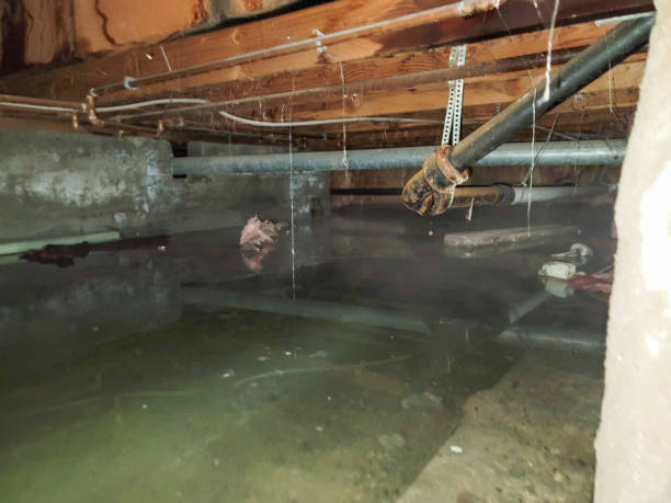 Best Water damage restoration near me  in Pevely, MO